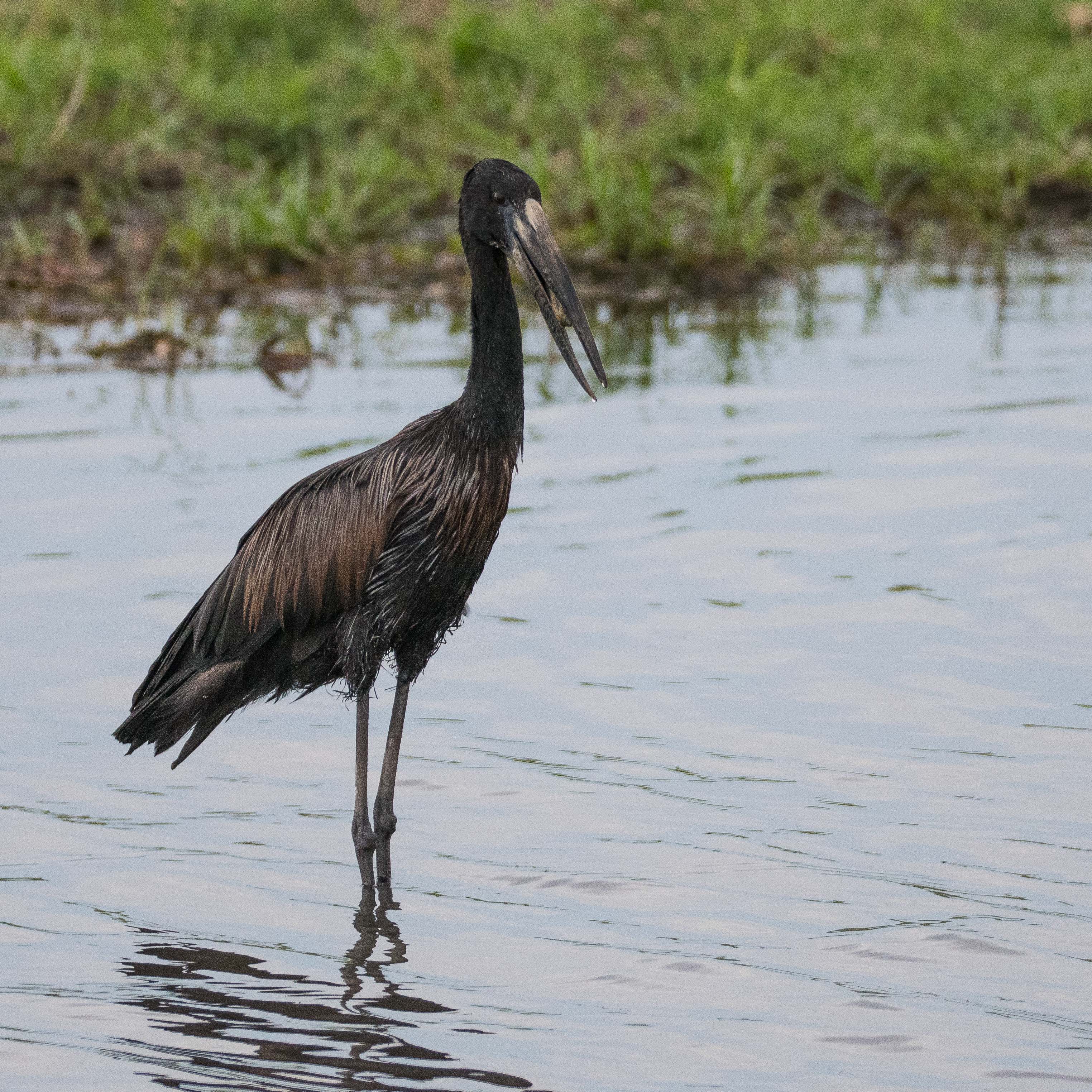 Bec-ouvert Africain (African openbill, Anastomus lamelligerus), adulte nuptial s'apprêtant à avaler un escargot d'eau, Chobe game lodge, Chobe National Park, Botswana.